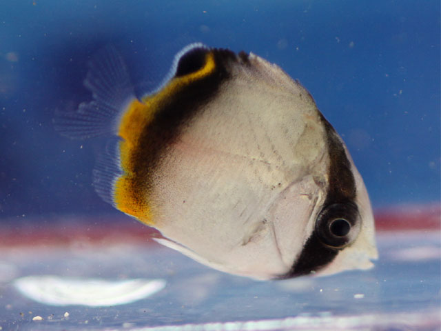 フウライチョウチョウウオ(幼魚)