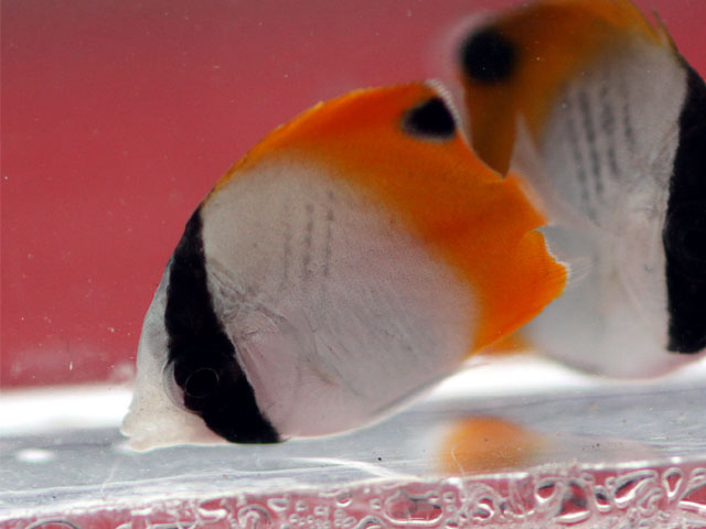 トゲチョウチョウウオ(幼魚)