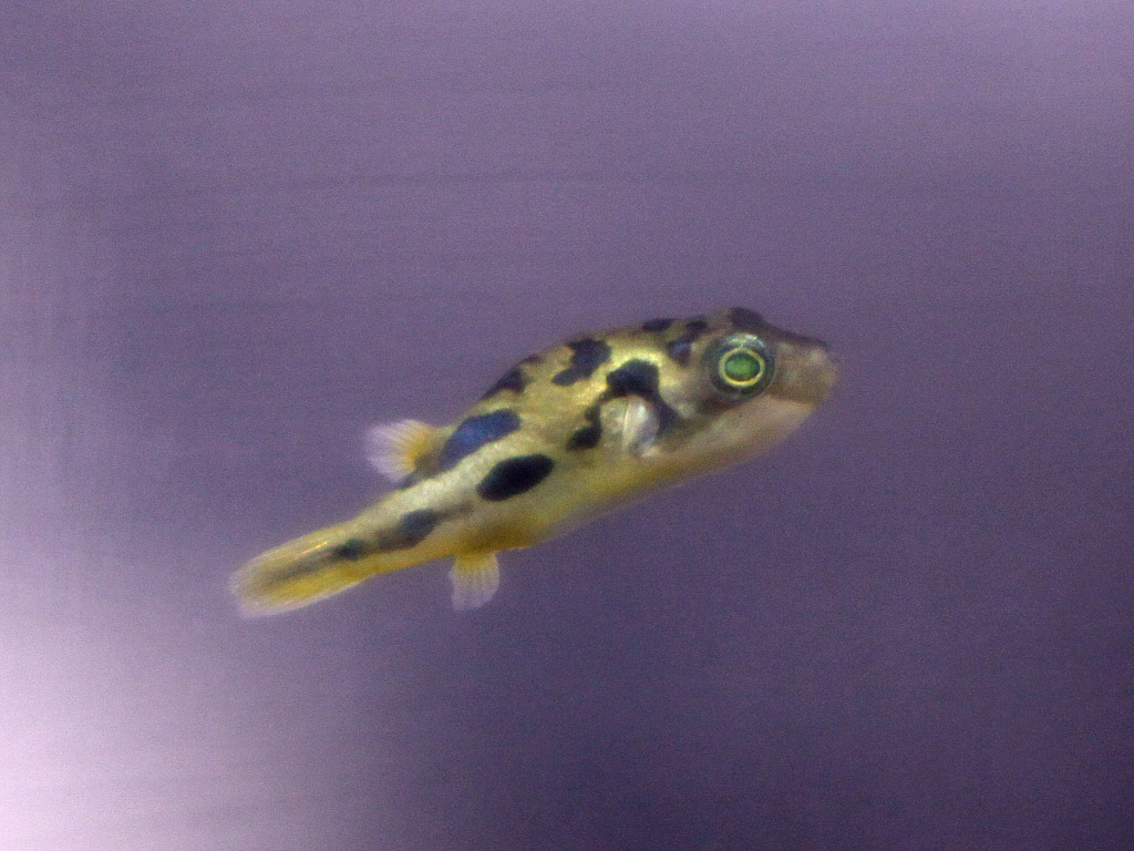 アベニーパファー