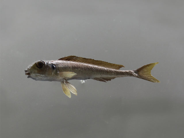 asprotilapia leptura