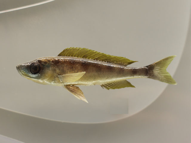 benthochromis tricoti