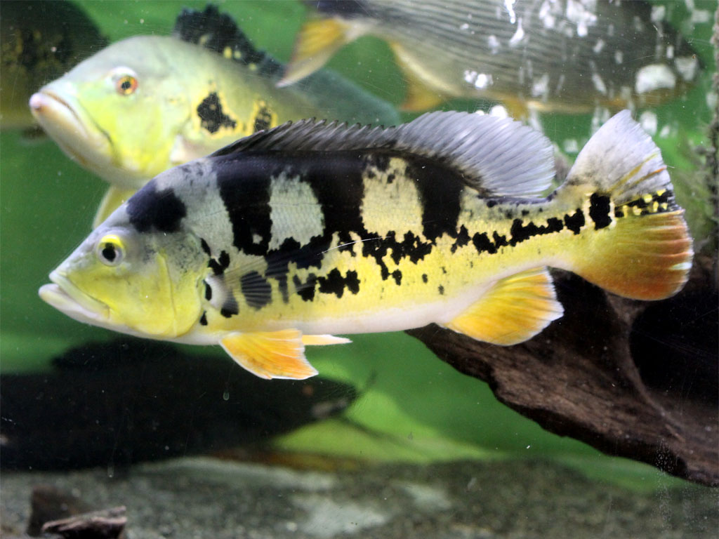 Cichla ocellaris