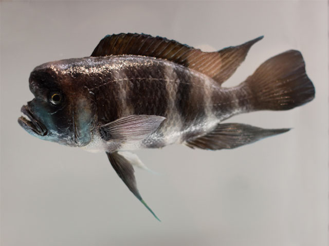 cyphotilapia frontosa()