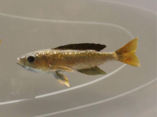 cyprichromis leptosoma()