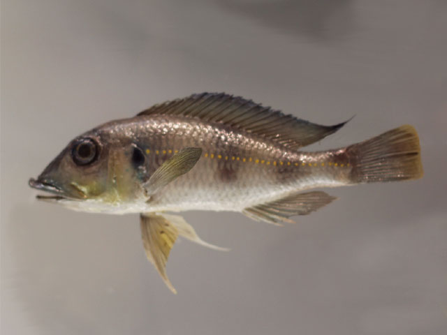 gnathochromis permaxillaris()