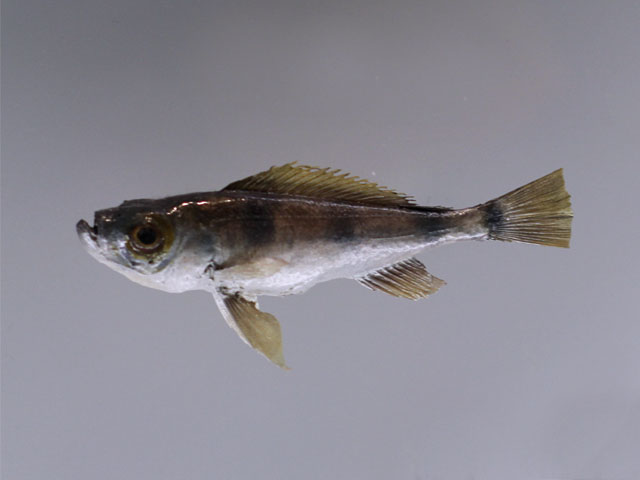 haplotaxodon microlepis()