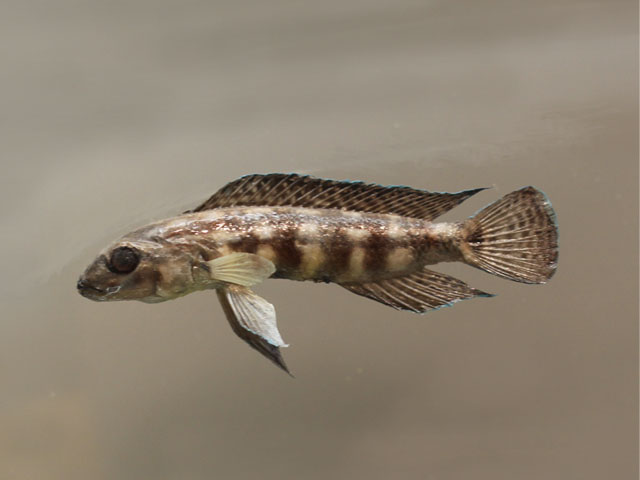julidochromis marlieri()