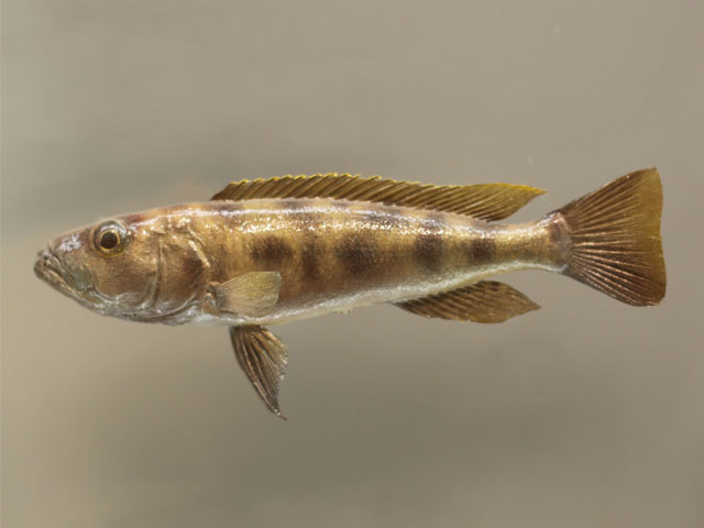 lepidiolamprologus profundicola()