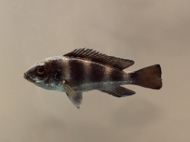 neolamproloaus tretocephalus