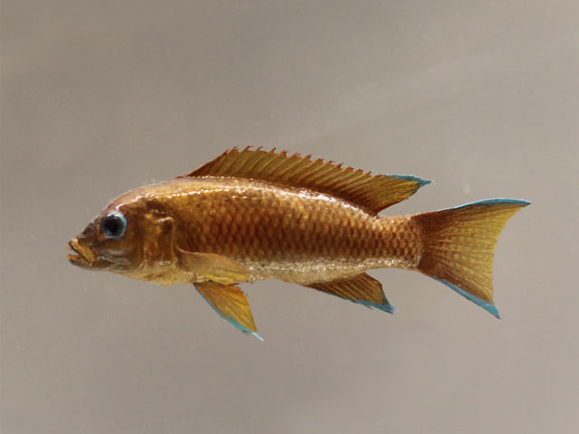 neolamprologun maranguensis