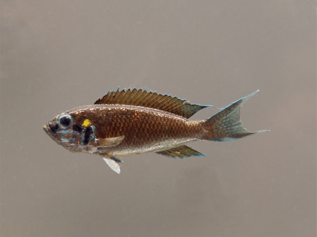 neolamprologus bricharbi