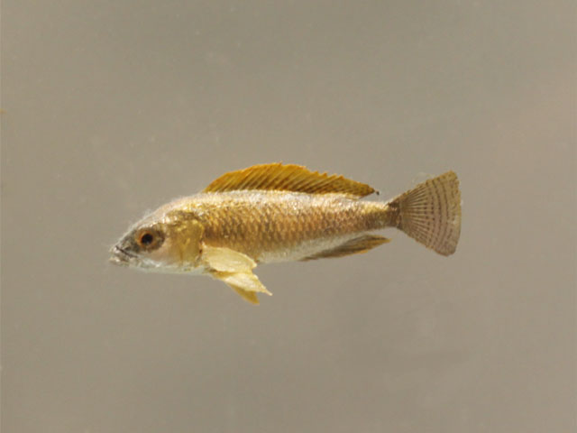 neolamprologus caudopunctatus()