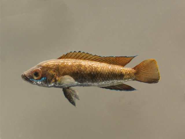 neolamprologus nigriventris()