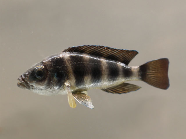 neolamprologus sexfasciatus()