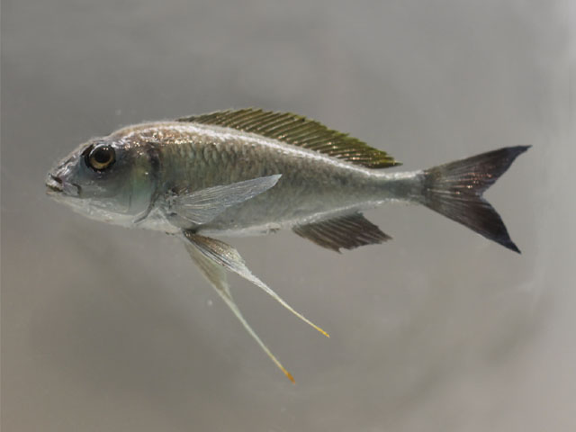 ophthalmotilapia ventralis()