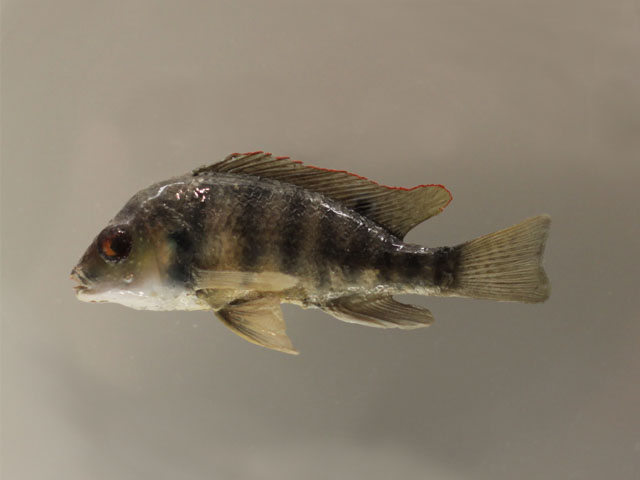 oreochromis tanganicae()