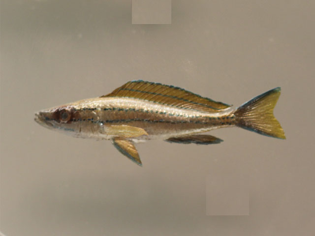 paracyprichromis nigripinnis()