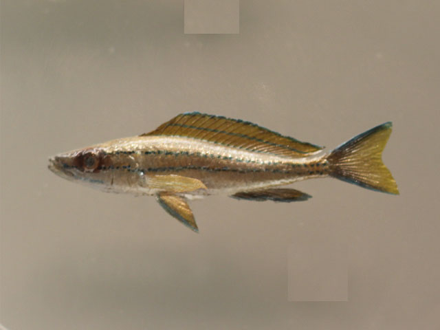 paracyprichromis nigripinnis(剥製)