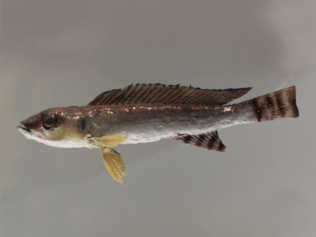 reganochromis calliurus