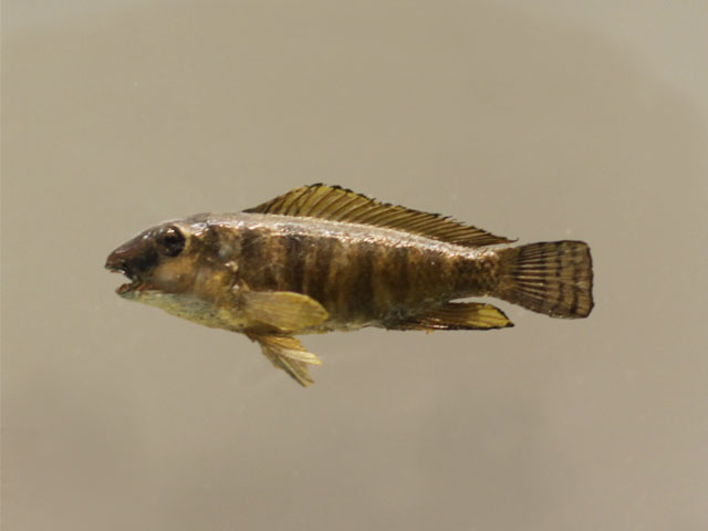 tanganicodus irsacae()