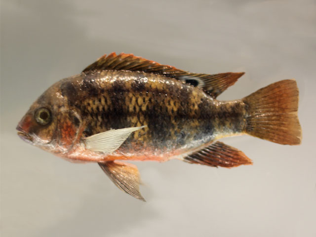 tilapia rendalli()