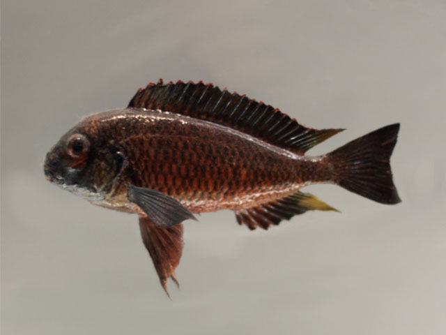 tropheus moorii()