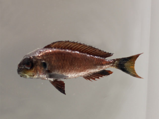 tropheus polli()