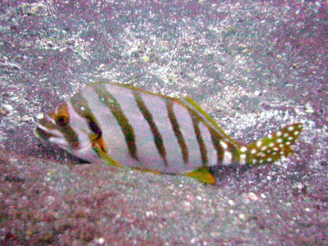 タカノハダイ科 Cheilodactylidae タカノハダイ