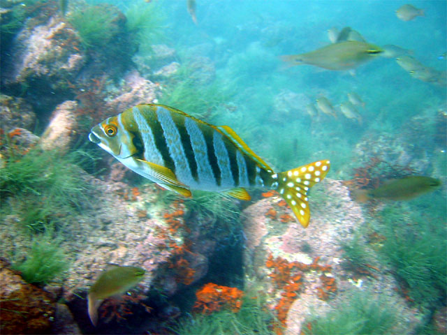 タカノハダイ科 Cheilodactylidae タカノハダイ