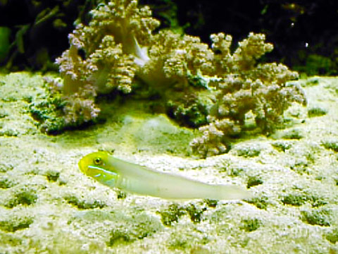 アカハチハゼ