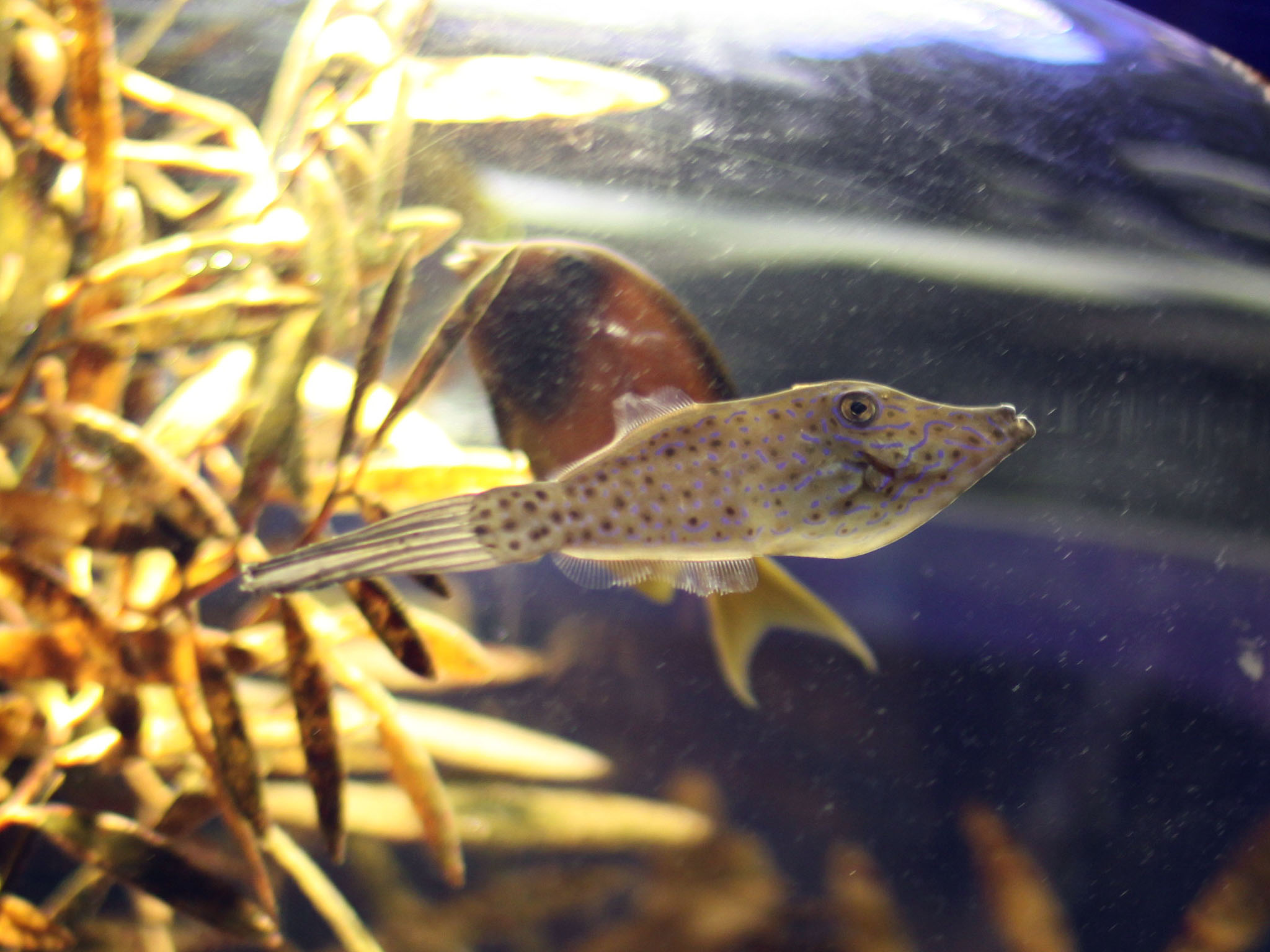 ソウシハギ(幼魚)