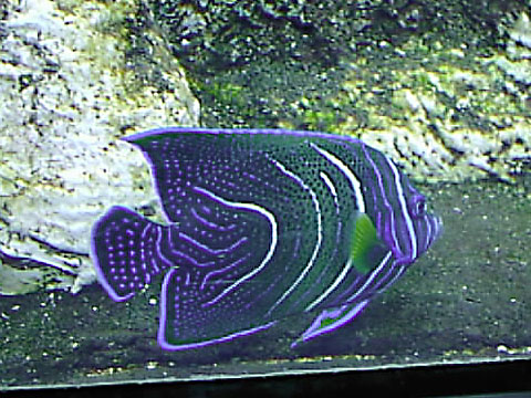 キンチャクダイ科 Pomacanthidae サザナミヤッコ 幼魚