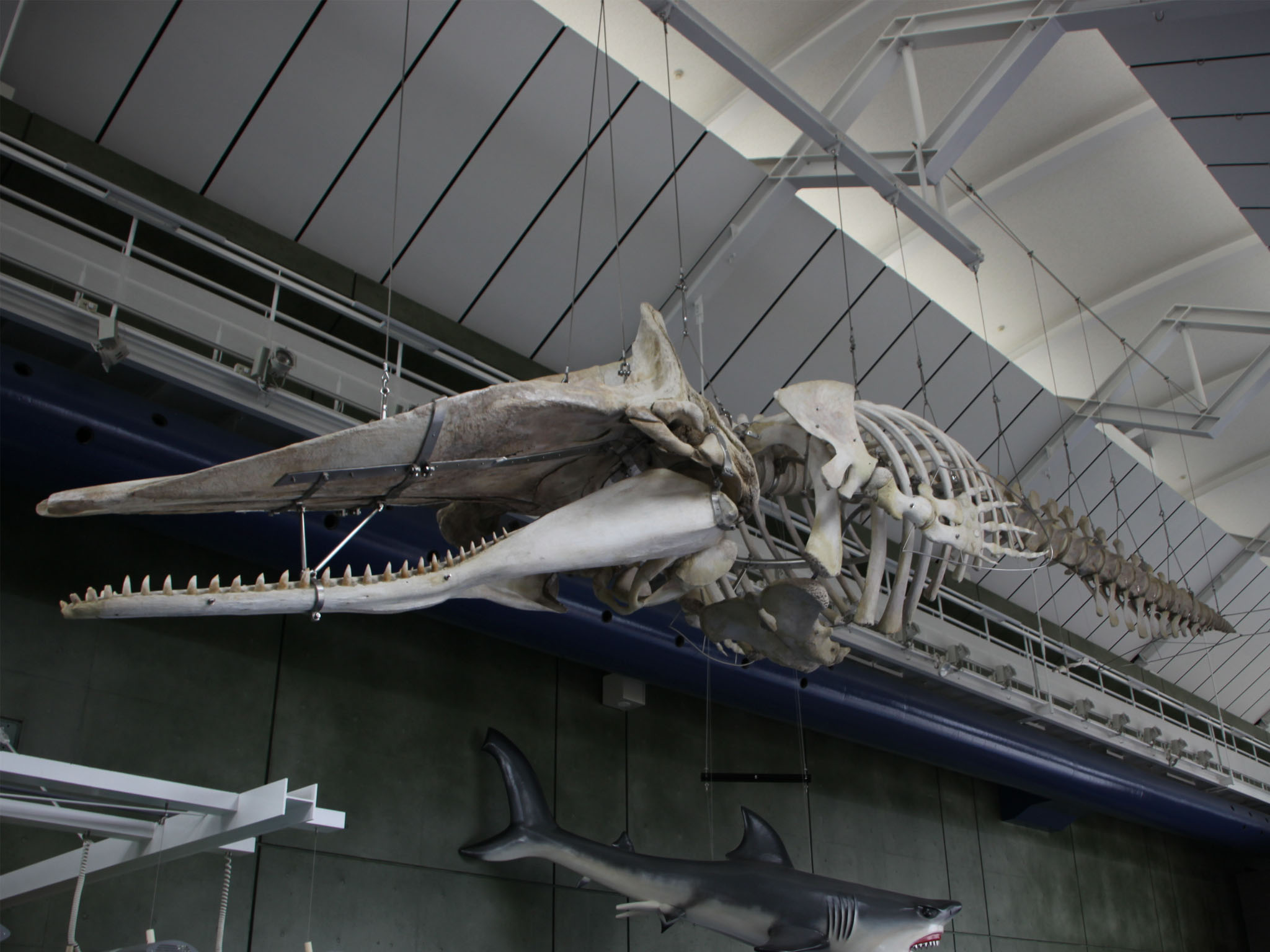 抹香鯨 マッコウクジラの骨 2.5kg 歯 牙 根付 印材 印鑑 彫刻 希少品