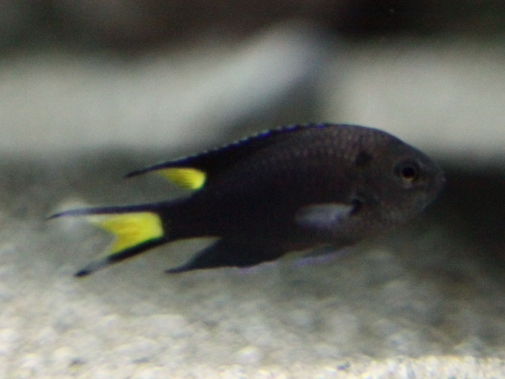 リボンスズメダイ