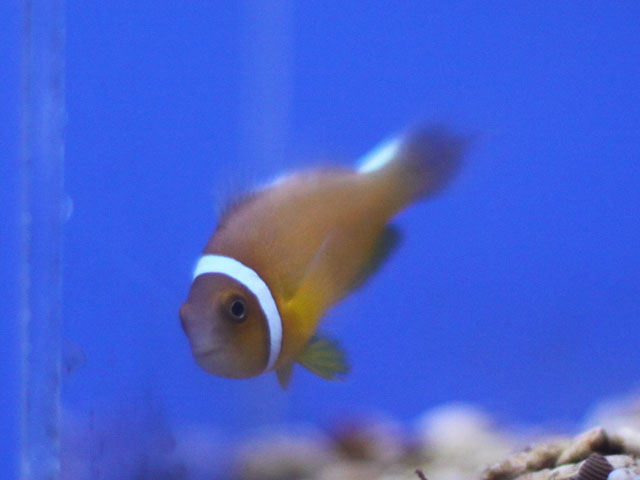 ティレズアネモネフィッシュ
