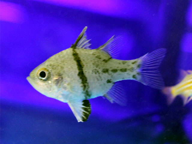 ホソスジマンジュウイシモチ